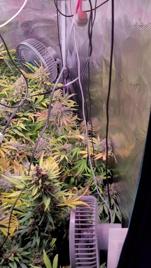 not a Triple Haze Run