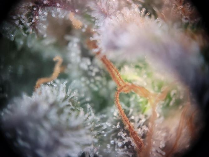 not a Triple Haze Run. Week 13 - NYC Sour D Auto