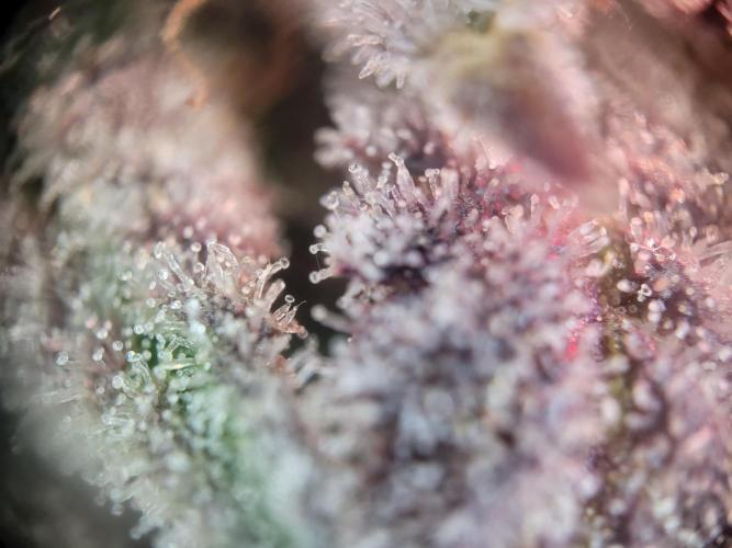 not a Triple Haze Run. Week 13 - Amnesia Haze Auto