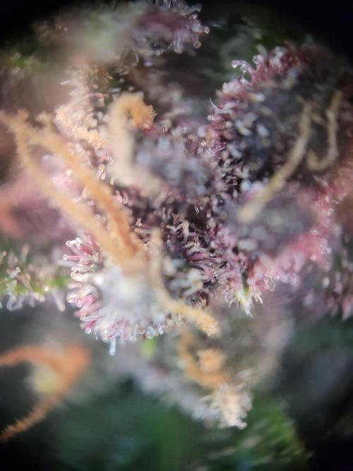 not a Triple Haze Run. Week 13 - Purple Haze Auto