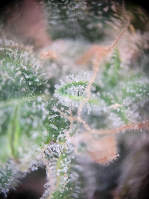 not a Triple Haze Run. Week 13 - Gorilla Zkittlez Auto