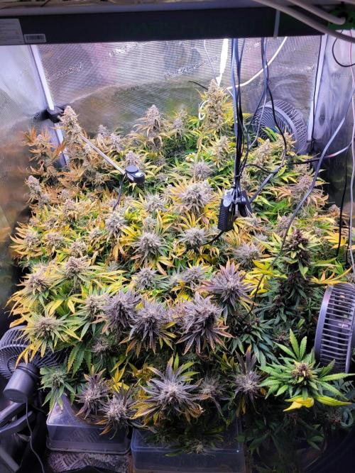 not a Triple Haze Run. Week 13