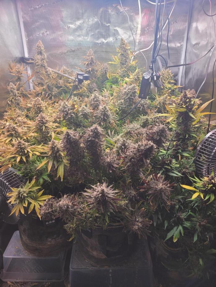 not a Triple Haze Run. Week 14