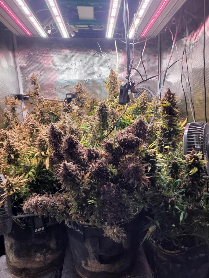 not a Triple Haze Run. Week 15