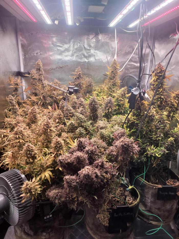 not a Triple Haze Run. Week 16