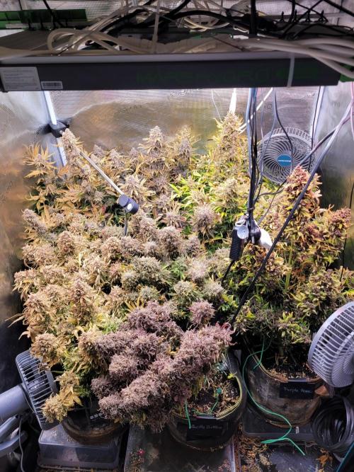 not a Triple Haze Run. Week 17