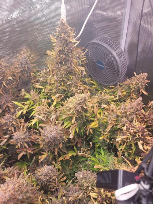 not a Triple Haze Run. Week 17 - NYC Sour D Auto