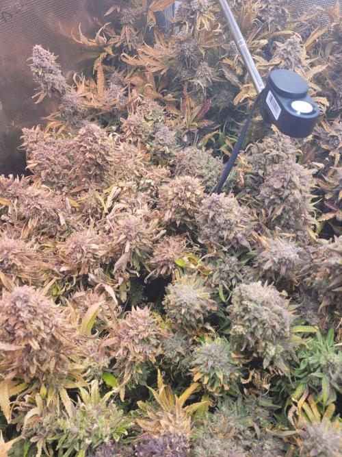 not a Triple Haze Run. Week 17 - Amnesia Haze Auto