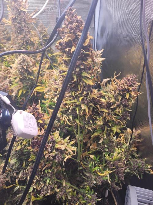 not a Triple Haze Run. Week 17 - Purple Haze Auto