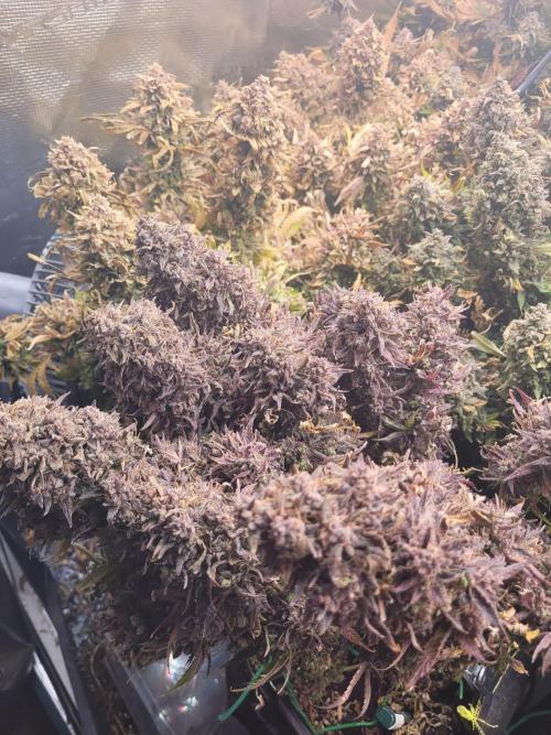 not a Triple Haze Run. Week 17 - Gorilla Zkittlez Auto