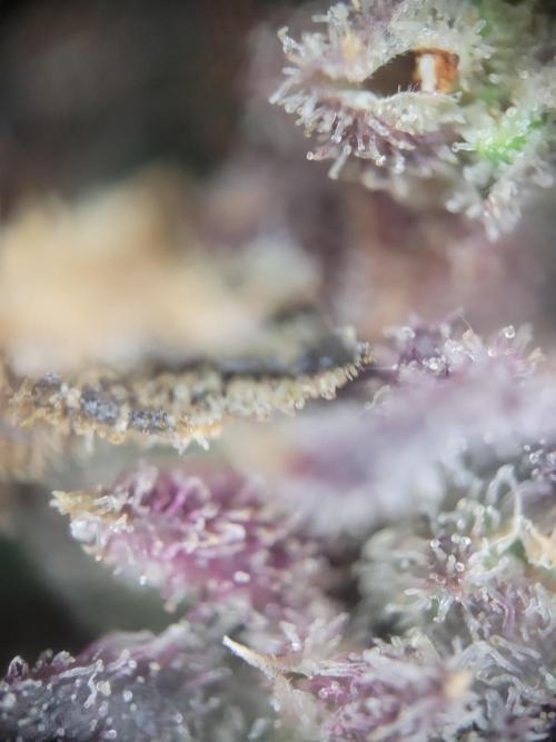 not a Triple Haze Run. Week 18 - Annesia Haze Auto