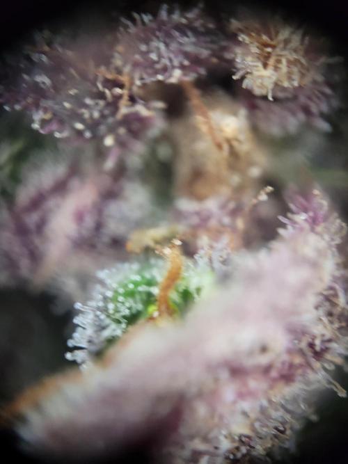 not a Triple Haze Run. Week 18 - Amnesia Haze Auto