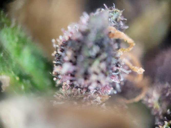 not a Triple Haze Run. Week 18 - Amnesia Haze Auto