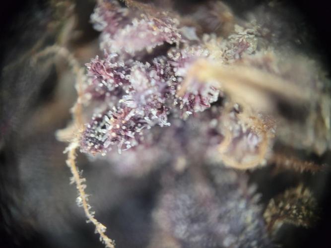 not a Triple Haze Run. Week 18 - Purple Haze Auto