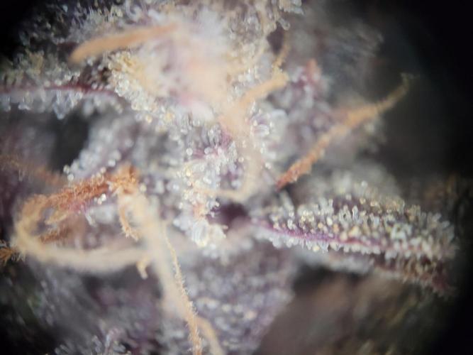 not a Triple Haze Run. Week 18 - Gorilla Zkittlez Auto