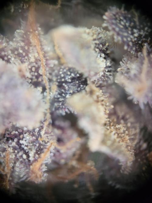 not a Triple Haze Run. Week 18