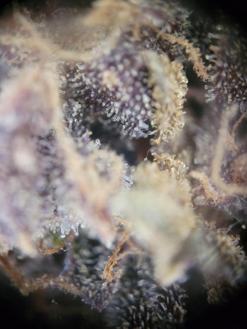 not a Triple Haze Run. Week 18