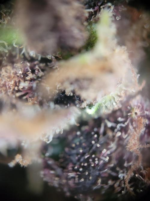 not a Triple Haze Run. Week 18