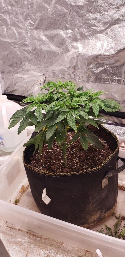 Wedding glue. Week 4