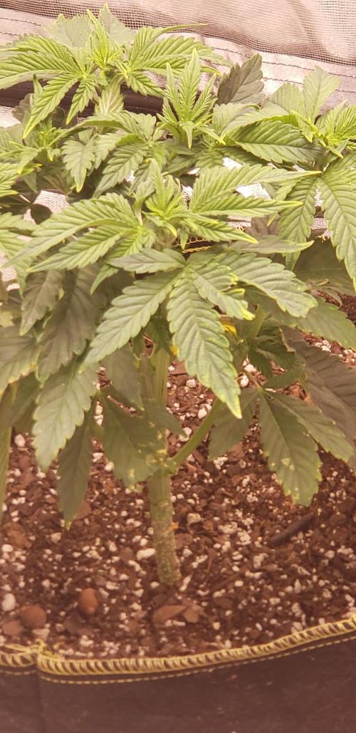 Wedding glue. Week 4