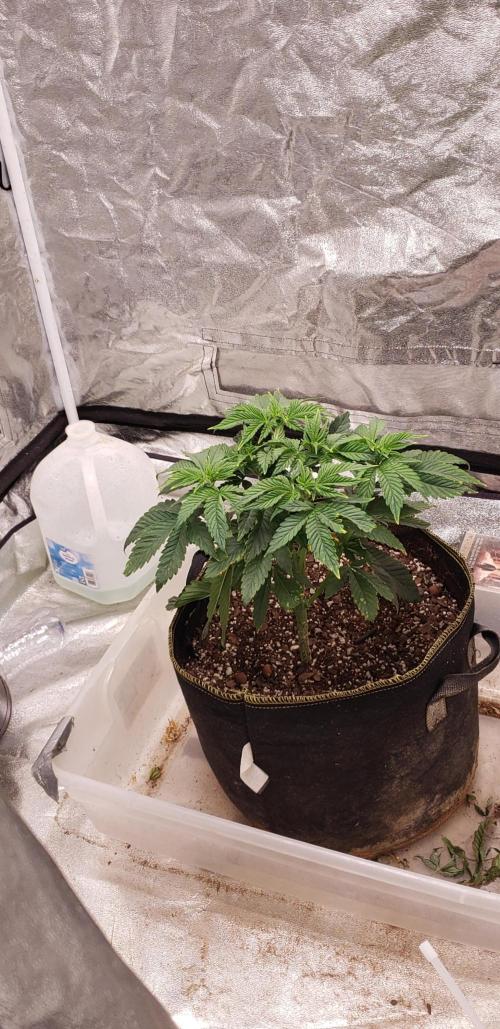 Wedding glue. Week 4
