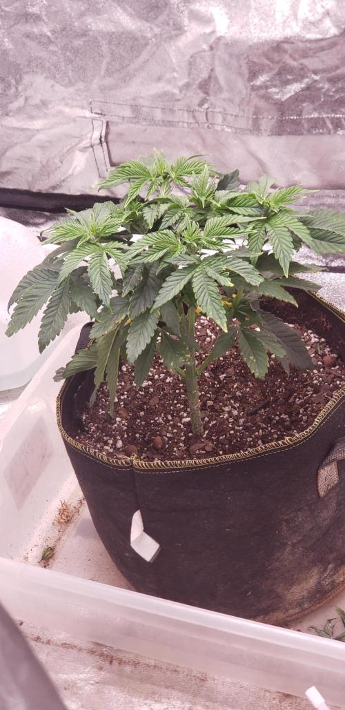 Wedding glue. Week 4
