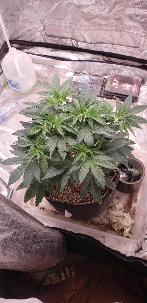 Wedding glue. Week 5