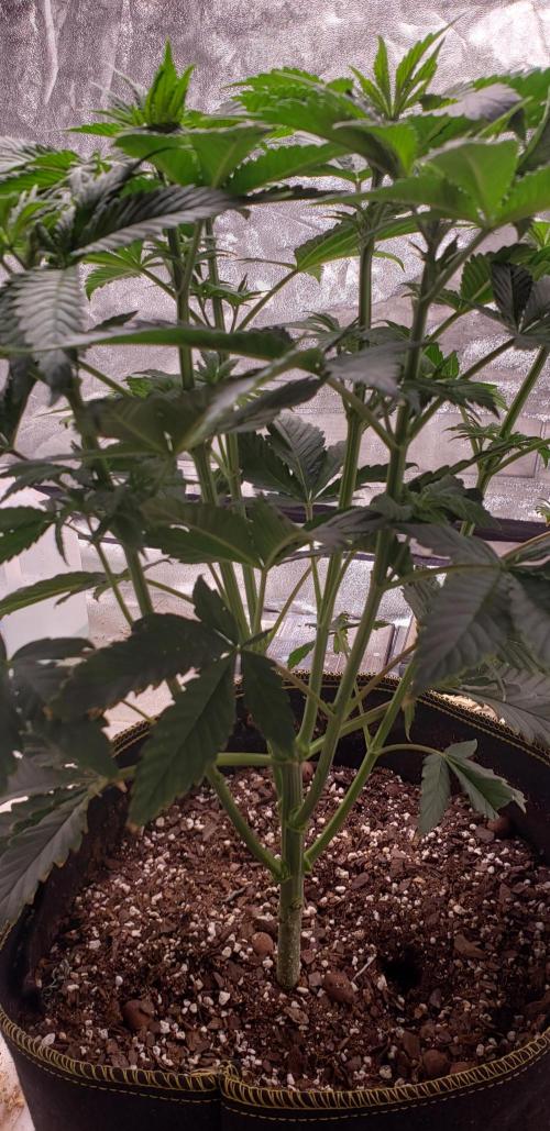 Wedding glue. Week 5