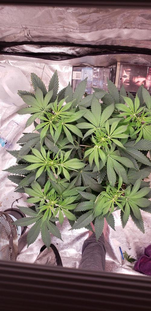 Wedding glue. Week 6