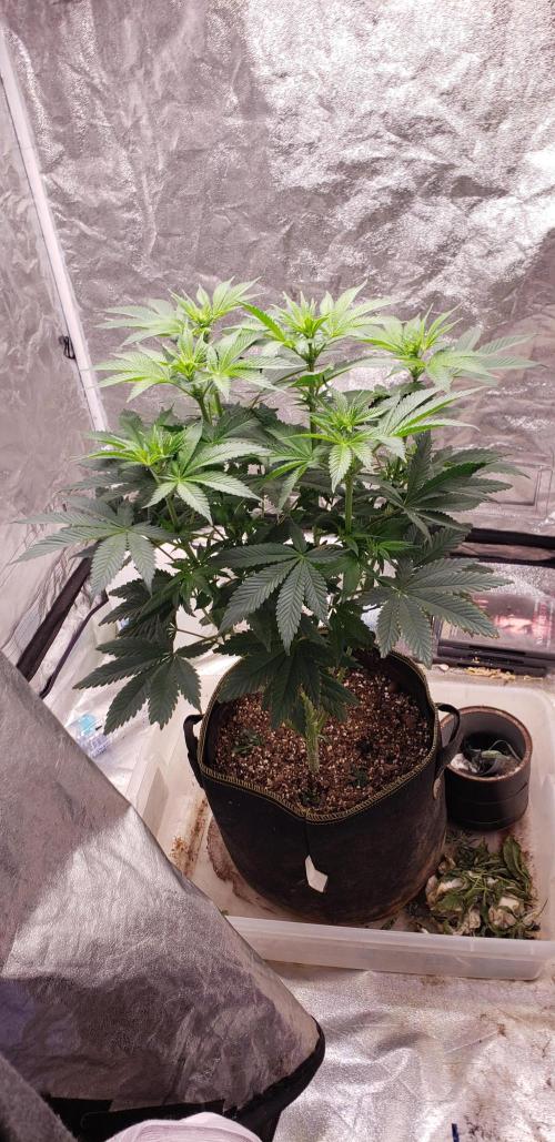 Wedding glue. Week 6