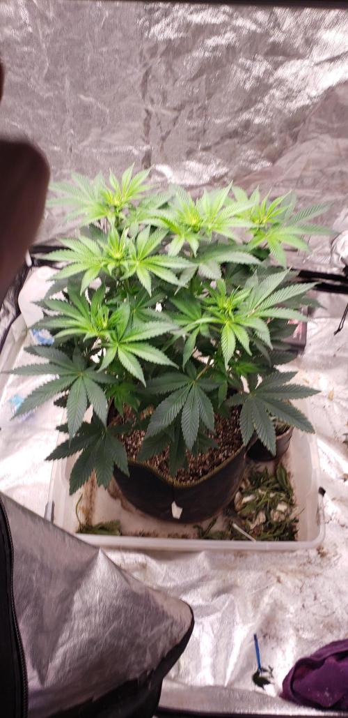 Wedding glue. Week 6