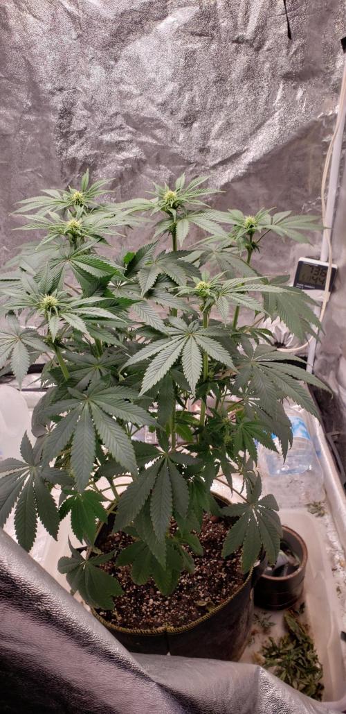 Wedding glue. Week 7