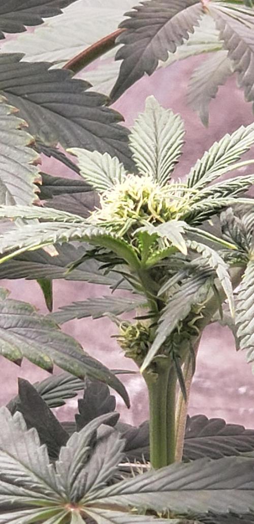 Wedding glue. Week 7