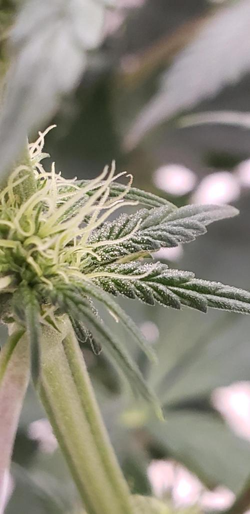 Wedding glue. Week 7