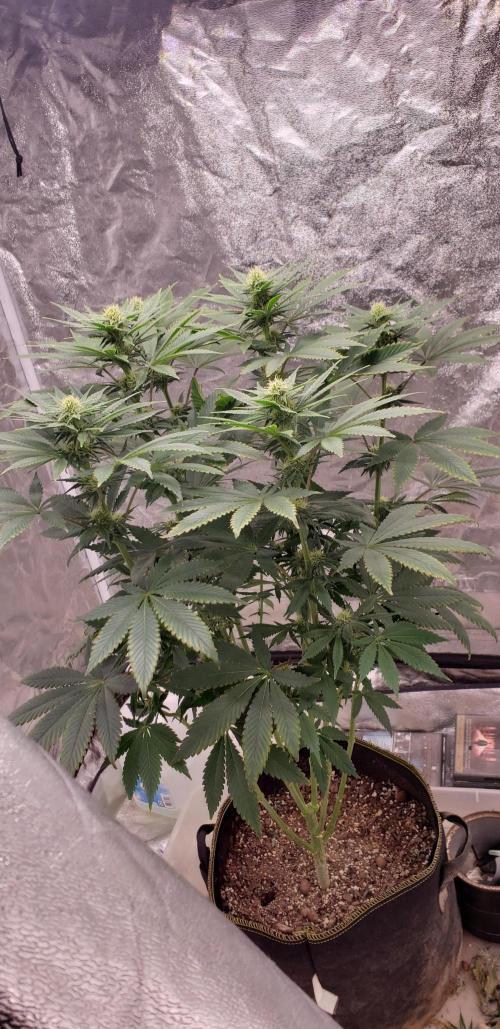 Wedding glue. Week 8