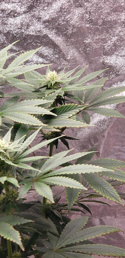 Wedding glue. Week 8