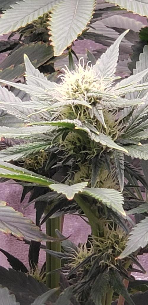 Wedding glue. Week 8