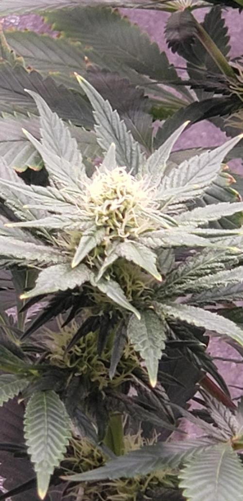 Wedding glue. Week 8