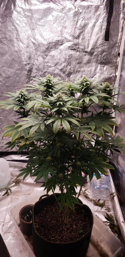 Wedding glue. Week 9