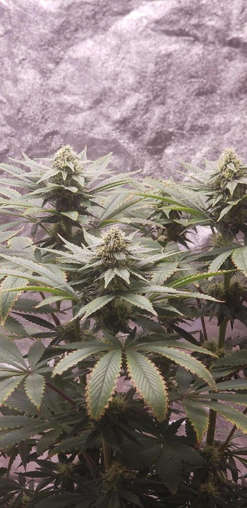 Wedding glue. Week 9