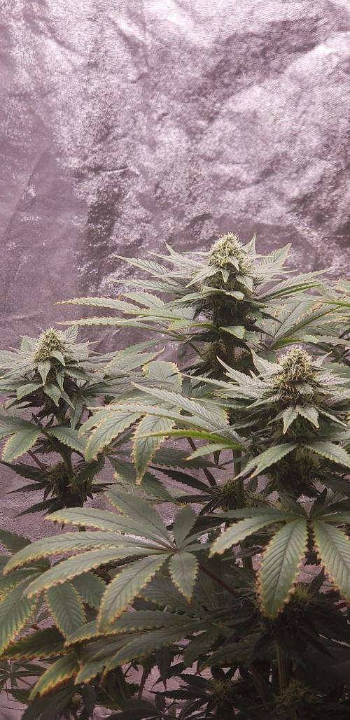 Wedding glue. Week 9