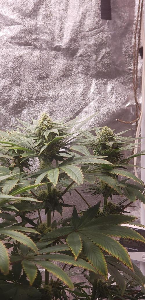 Wedding glue. Week 9