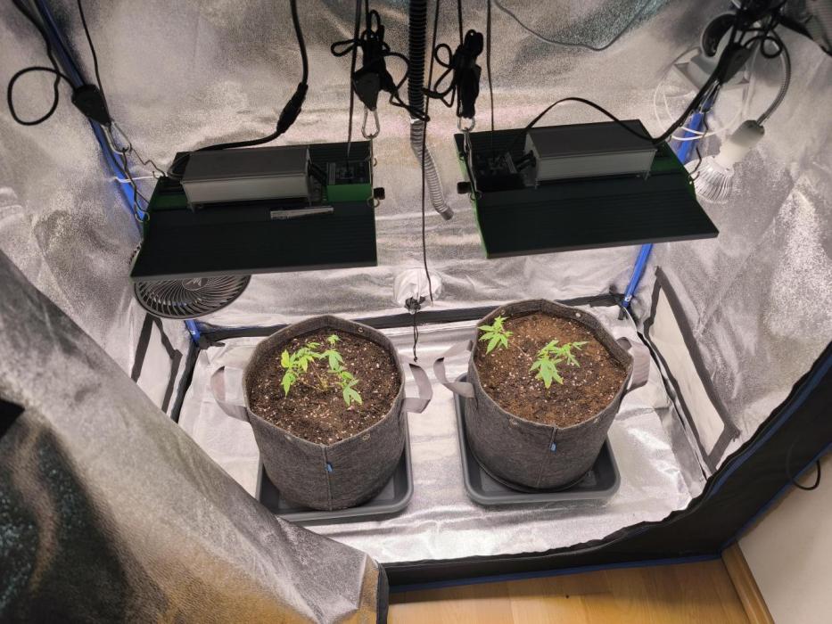Sensiseeds Jamaican Pearl SCROG Take 2. Week 1
