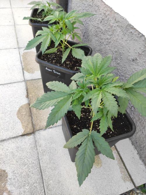 Green Poison XL Auto. Week 4