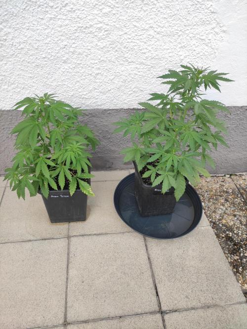 Green Poison XL Auto Süddeutschland. Week 4