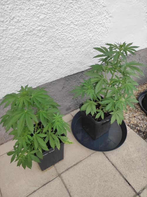 Green Poison XL Auto. Week 4