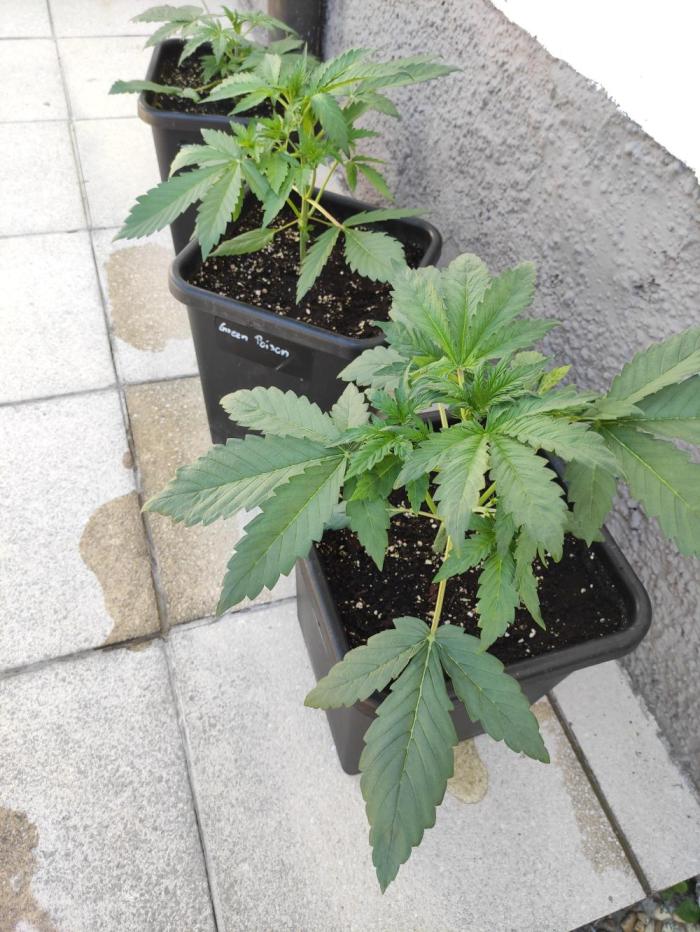 Green Poison XL Auto Süddeutschland. Week 3