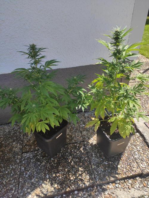 Green Poison XL Auto Süddeutschland. Week 6