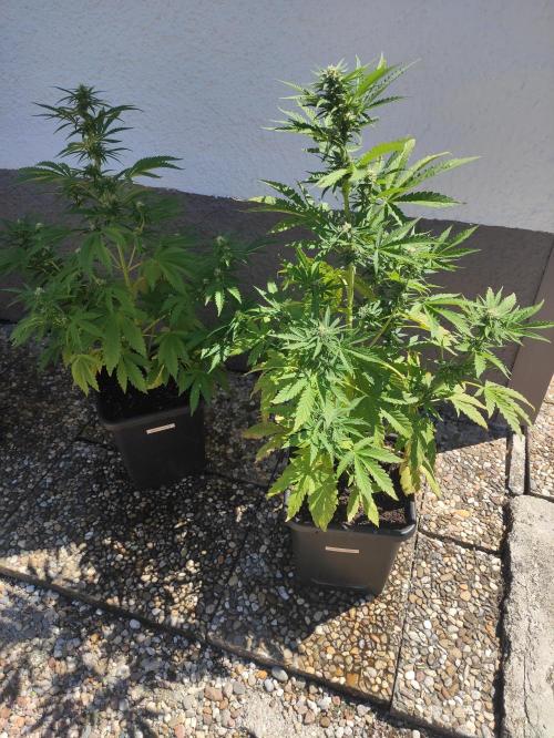 Green Poison XL Auto. Week 6