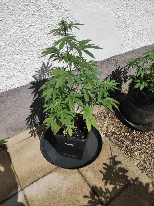 Green Poison XL Auto. Week 5